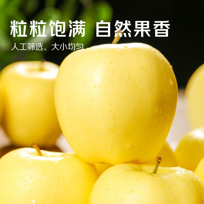 秦悦仙果鲜正宗山东黄金 维纳斯苹果 水果奶油新鲜整箱送礼 极速达 净重4.5斤【单果140g+】丨甜