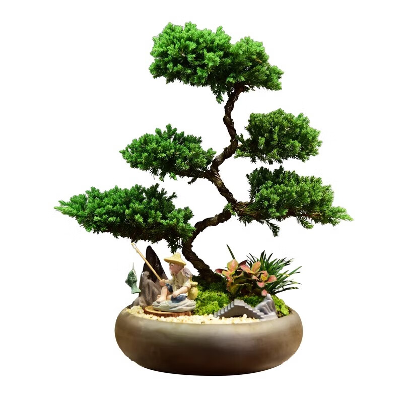 真柏盆栽室内办公室开业绿植迎客松造型茶桌绿植盆景真树桌面摆件 境林艺术3层真柏+简古底座+渔夫 送营养液和喷壶