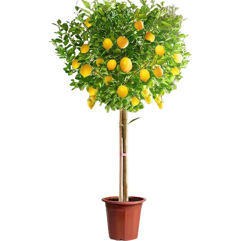 ���ڲ�����������ˮ��������ֲ���������Ը߼������ں���1.2-1.4mԭ��Դͷֱ�� 72Ԫ