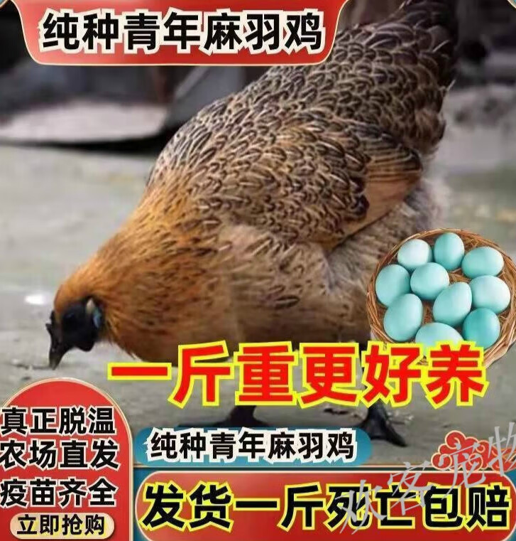 1斤左右绿壳蛋鸡幼苗麻羽鸡五黑鸡活体鸡散养蛋鸡小鸡仔包活到家 一斤