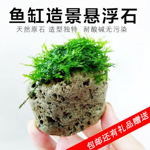 鱼缸造景浮石水草缸装饰真草浮石阿凡达悬浮石莫斯绿植浮石套餐 3