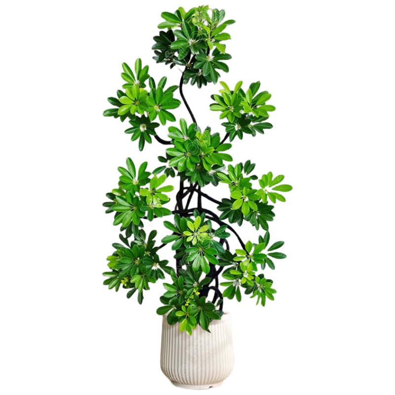 �������ؼ�����Ѽ��ľ���������԰˷�����������ش�����ֲ�߶�Դͷֱ��