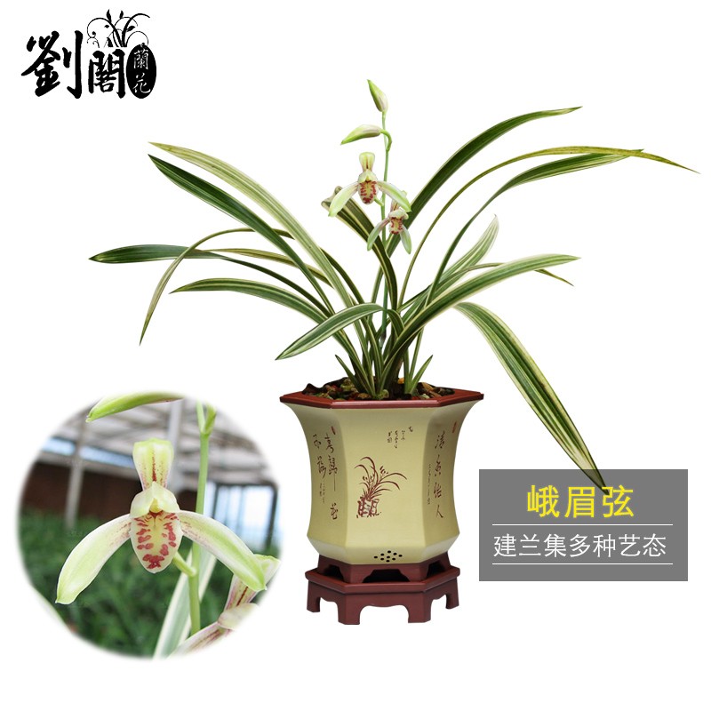 墨兰名贵品种大集合 内含多种收藏铭品 冬带花苞出售花卉绿植 峨眉弦3