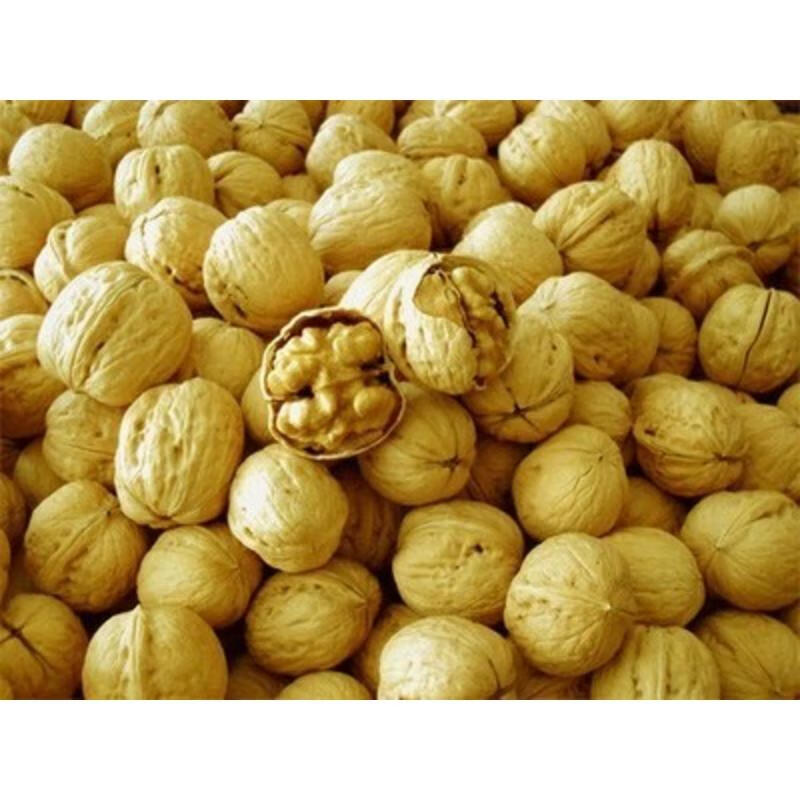 纸皮薄皮文玩核桃苗地栽当年结果南方种植北方种植 美国山核桃 3年苗