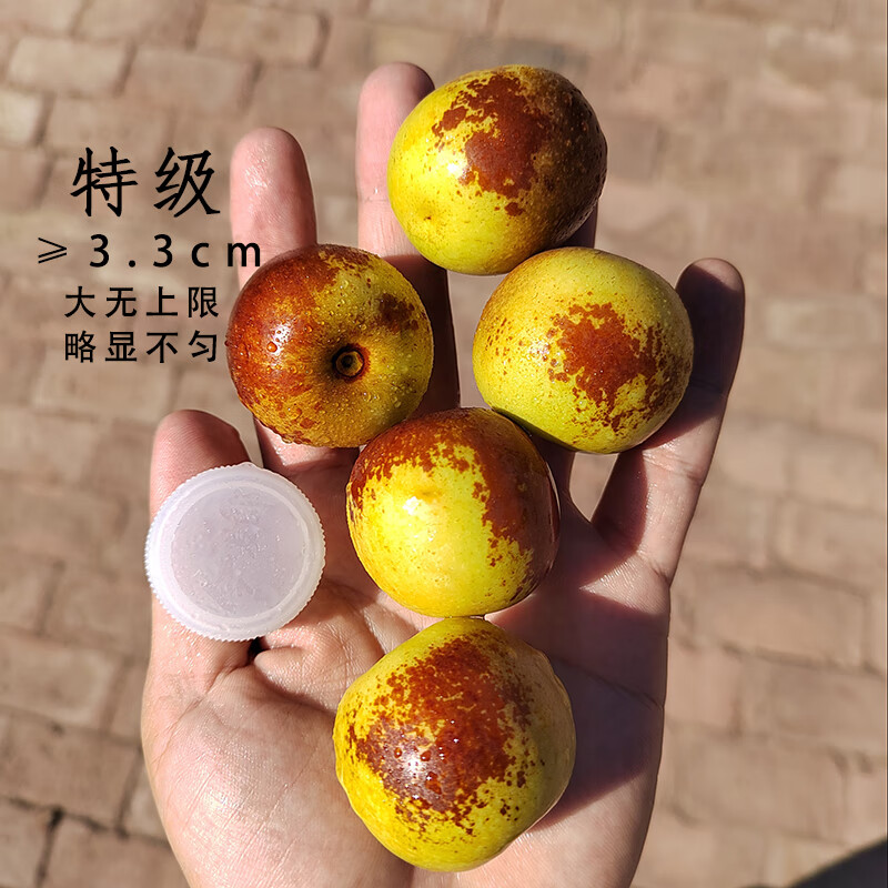 河北沧州黄骅脆冬枣新鲜大枣黄华黄桦黄烨冬枣特产店孔店冬枣顺丰 5斤 特级 3.5cm