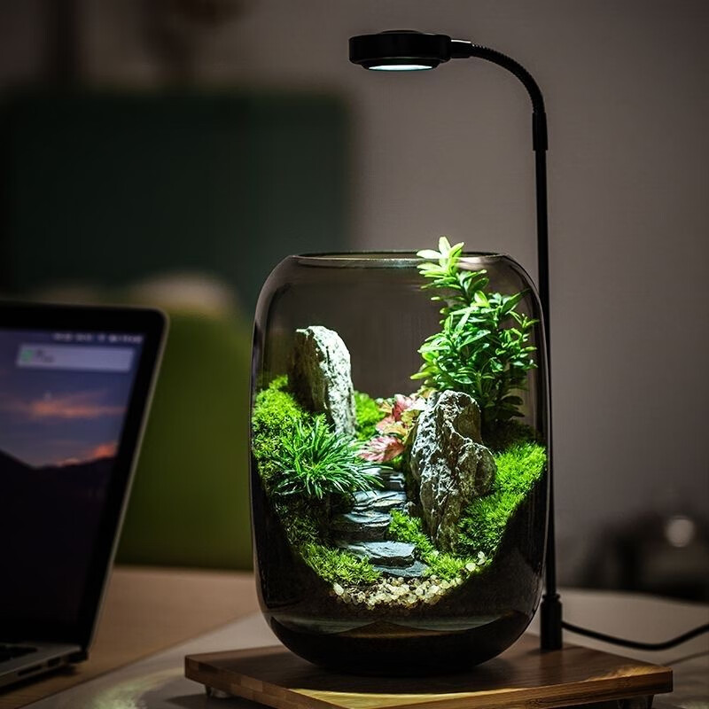 封茗【生命之树】生态瓶苔藓微景观青苔造景缸植物办公室绿植桌面盆栽 步步高升(悟空版)单景观
