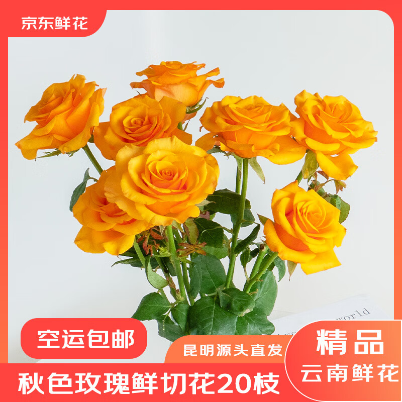 京东鲜花云南昆明鲜花基地直发10支秋季限定色生活鲜花源头直发