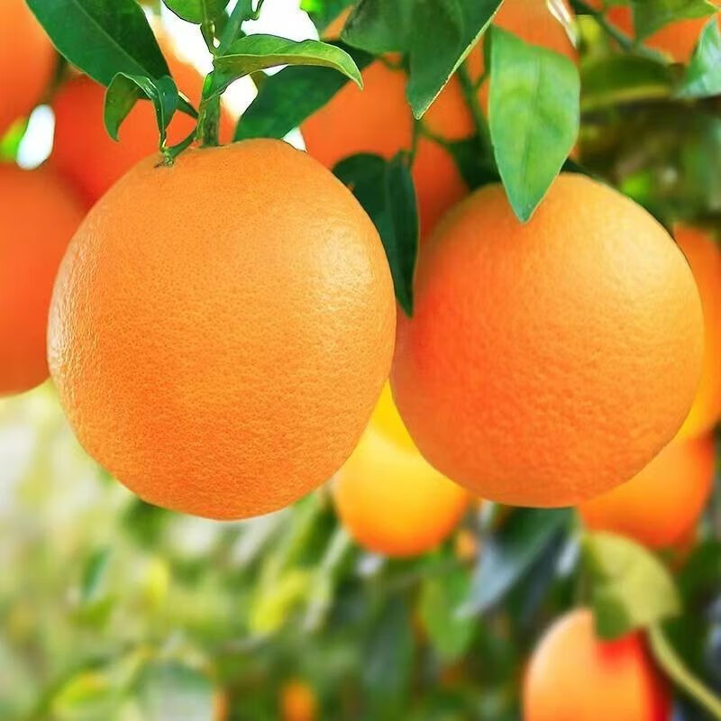 源惠鲜礼正宗江西赣南脐橙当季精选新鲜橙子赣州现摘多汁水果孕妇整箱包邮 赣南脐橙净重5斤小果【60-65mm】