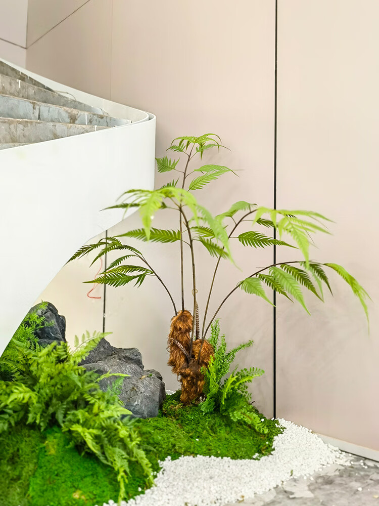 5米金丝猴头蕨【精品出口品质】