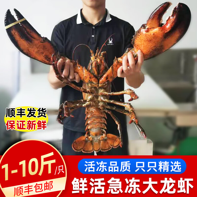 海宏盈鮮活冷凍大龍蝦波士頓龍蝦新鮮凍特大蝦超大加拿大海鮮水產(chǎn)包郵 500g