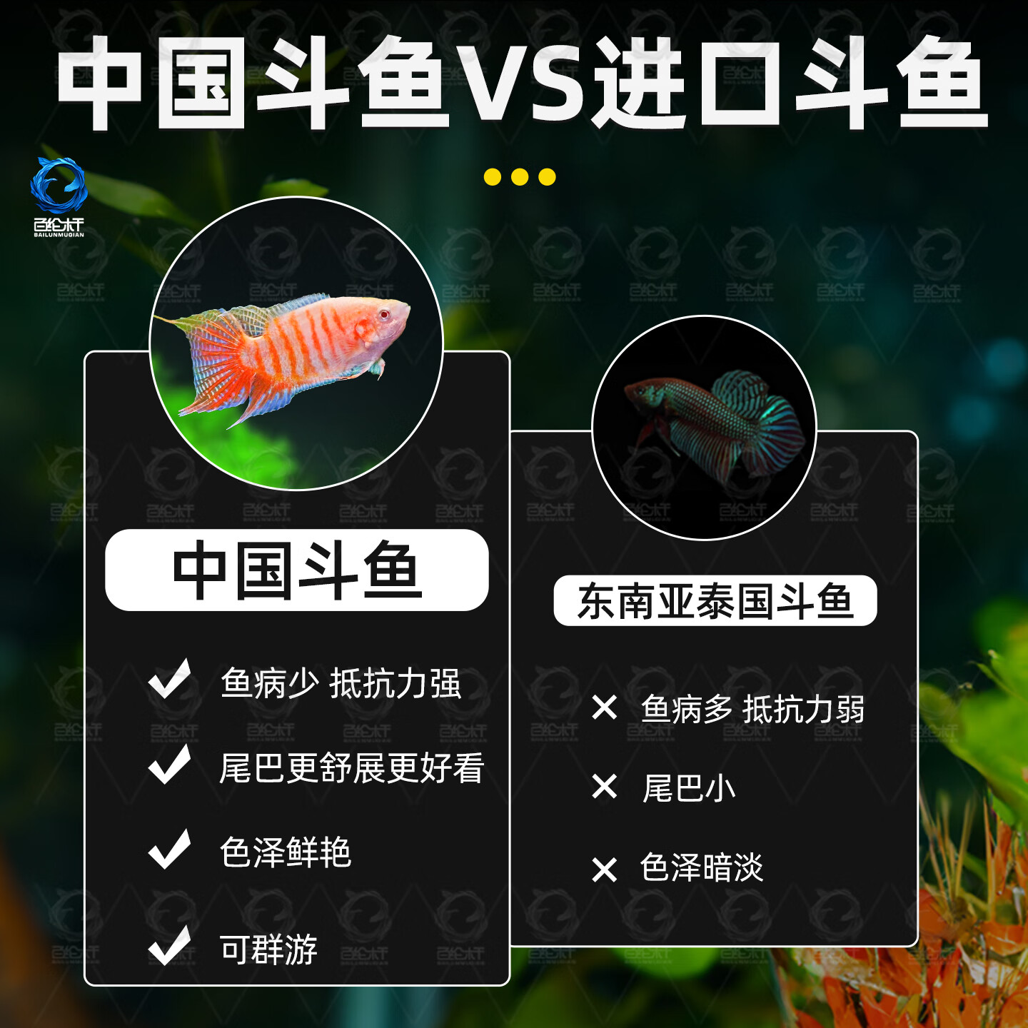 百纶木千中国斗鱼观赏鱼冷水鱼小鱼淡水鱼缸宠物活鱼好养耐活金鱼 巨普+澳火+黄金+白兔各2条 共8条