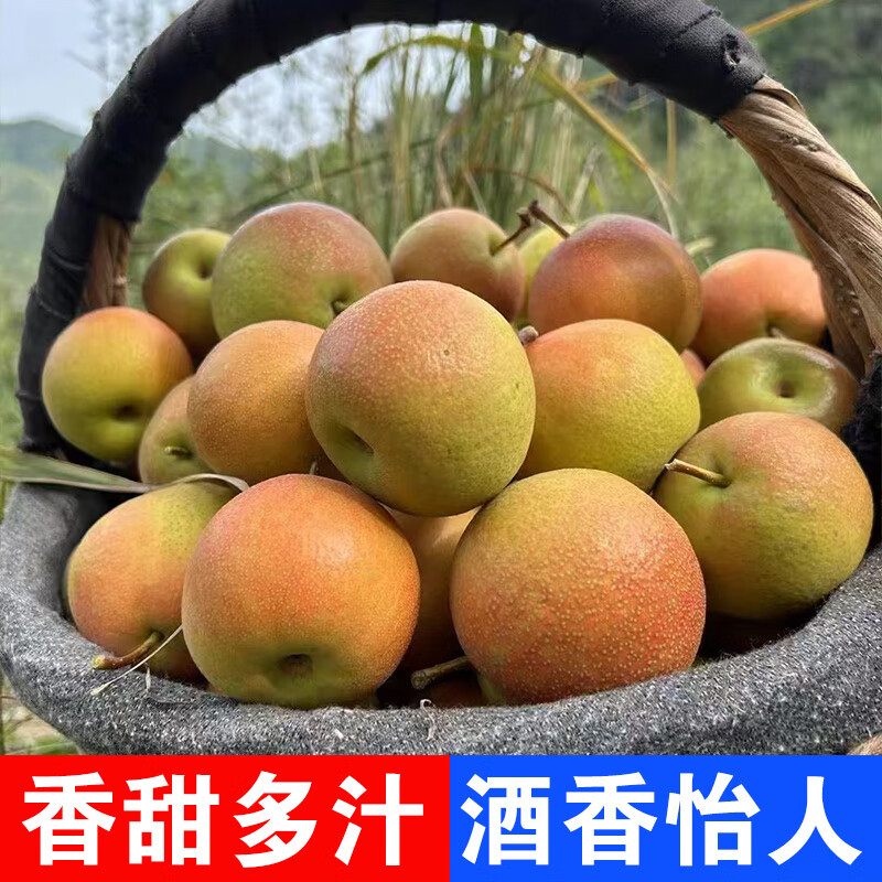 【新品】南果梨东北特产鞍山新鲜应季孕妇水果正宗酒梨香水梨 2斤 【礼盒】精选果/20枚 +礼推荐