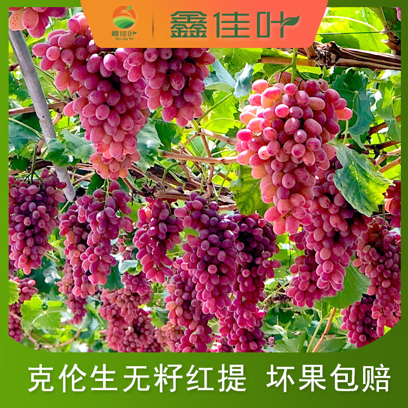 鑫佳叶西昌大凉山克伦生葡萄新鲜水果红提 净重2斤装 1-2串 单果4g+