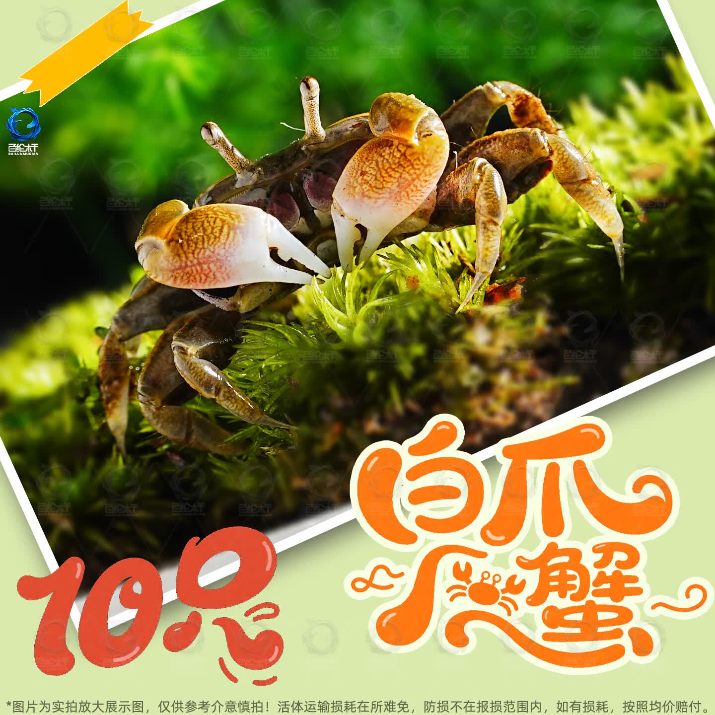 百纶木千迷你辣椒蟹活体爬宠淡水鱼缸除藻清洁工具观赏蟹新手好养耐活 10只-迷你白爪辣椒蟹（公母混搭）