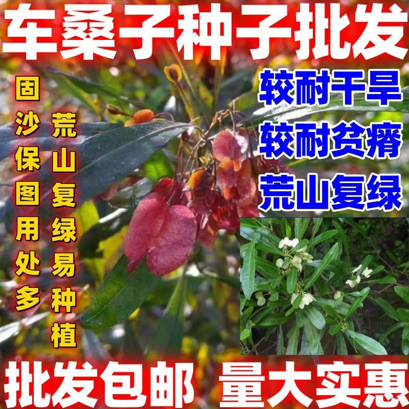 车桑子种子坡柳种子明油子边坡绿化矿山恢复绿固沙保土树种耐贫瘠 车