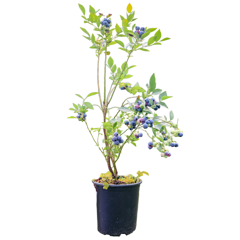 ���ٵĻ�԰ ��ݮ������ ���Թ���  19.86Ԫ