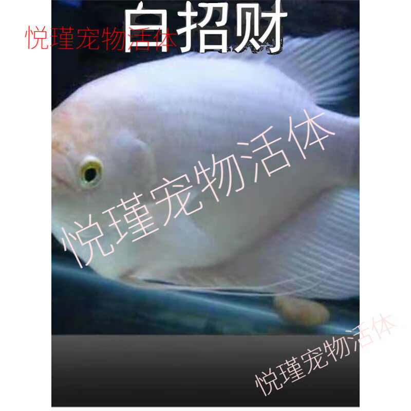 鱼战船活鱼正宗红眼白鱼中大型热带观赏鱼起头古代战船鱼 红尾古战船