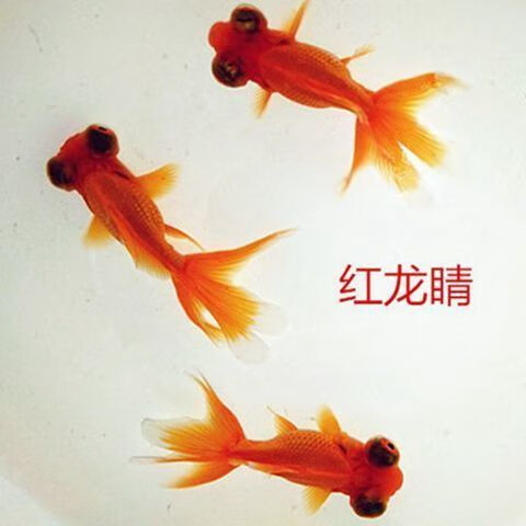 墨一观赏鱼金鱼黑龙睛红龙睛包金龙睛大眼睛鱼好养耐活的冷水鱼 3-5cm