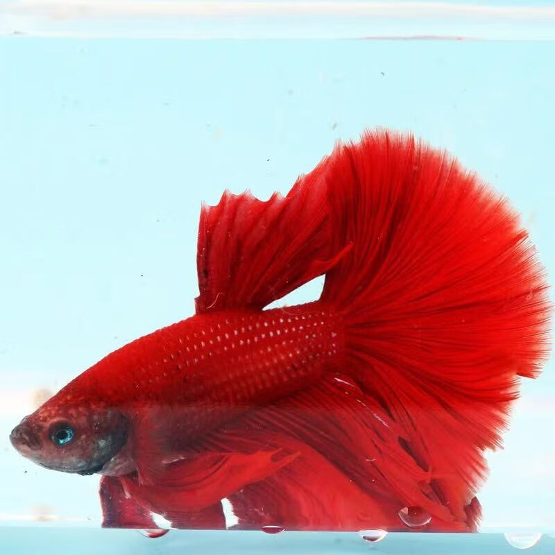 赛级泰国斗鱼粉白半月公网红仙女婚纱鱼观赏鱼将军马尾鱼泰国渔场