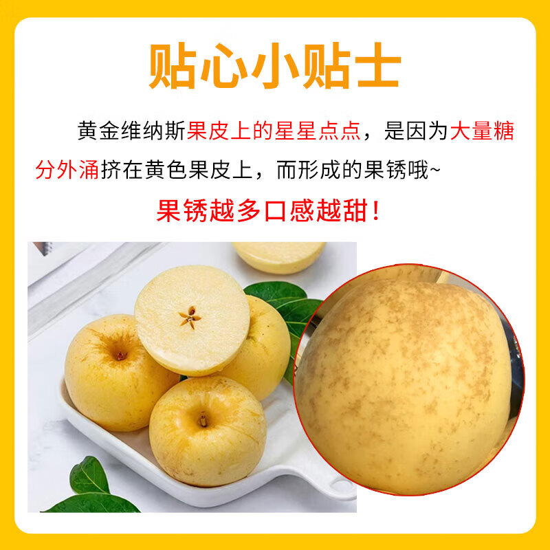 秦悦仙果鲜正宗山东黄金 维纳斯苹果 水果奶油新鲜整箱送礼 极速达 净重4.5斤【单果140g+】丨甜
