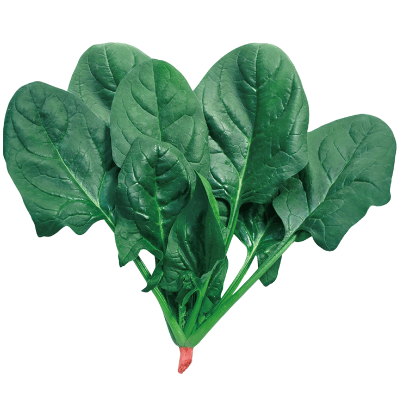 壽禾蔬菜種子批發(fā)大全壽光青菜四季11月12月秋冬蔬菜之鄉種籽陽(yáng)臺菜籽 菠菜種子30gx2包