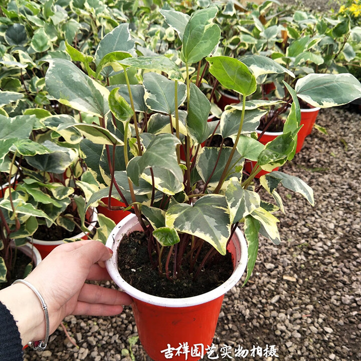 大叶金边常春藤欧洲大花叶常春藤大叶花叶蔓可做盆景 一盆多颗苗 不含