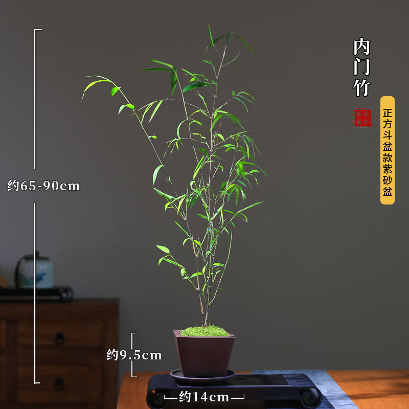 精品内门竹盆栽名贵门内竹室内庭院绿植四季常青好养易活竹子盆景 紫砂四方盆+内门竹+接水盘
