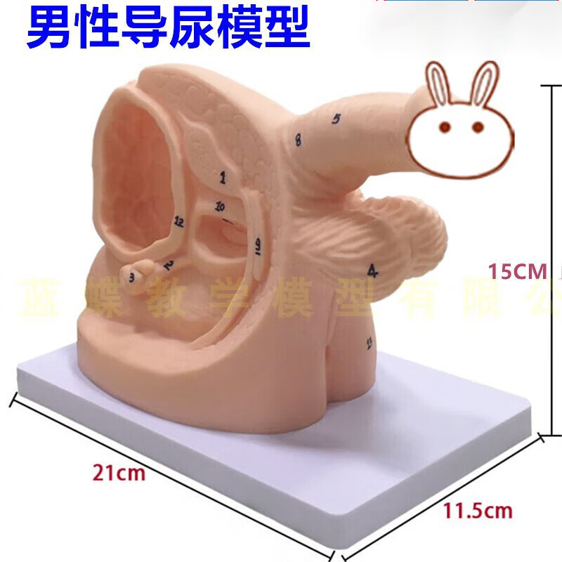 通用男性内外生殖器解剖及男性导尿模型 男性泌尿生殖模型 男性简易导尿模型