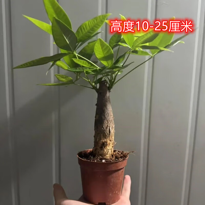 칫ҿڰڼ׮Ծ̨ 1׳˷ԭ 3.99Ԫ