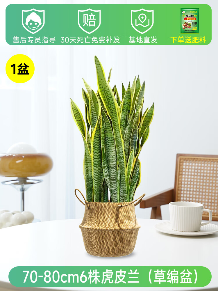 梵花壹木金边虎皮兰盆栽多肉易活水培植物绿植办公室内花卉大全客厅虎尾兰 虎皮兰70-80cm6棵（草编盆）送肥料 含盆