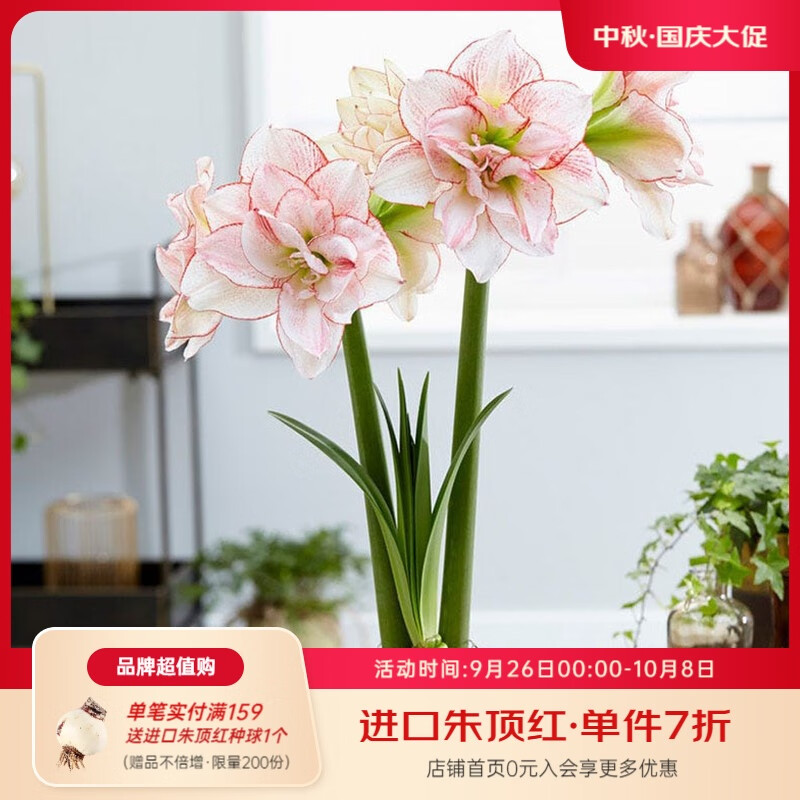虹越（HONGYUE）進(jìn)口朱頂紅裸球 荷蘭朱頂紅大球多年生球根花卉 【進(jìn)口球】條紋黛絲（34/36）