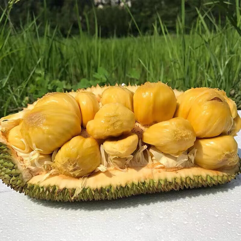 忆京源【顺丰速运】正宗海南三亚榴莲蜜新鲜现摘香甜软糯热带水果整箱 2-3斤精选大果 【现摘当天发货】