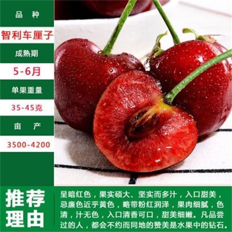 苗木京东史低|苗木价格走势图