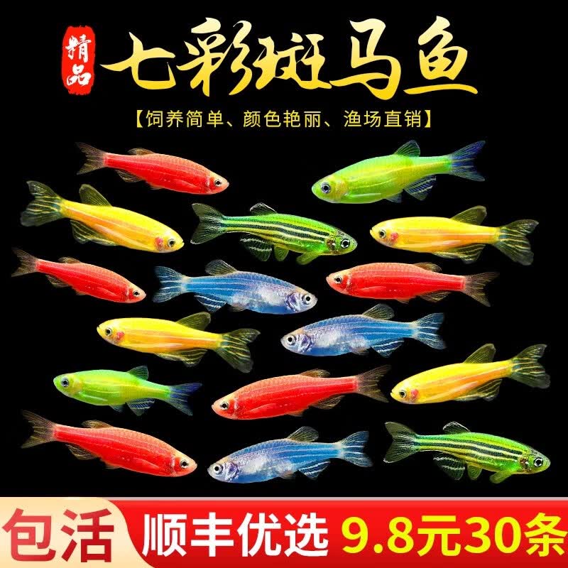 ��С�� �߲ʰ����� ������ ��ɫ���� 1-3cm 25��5���� 9.89Ԫ/����ʮ����