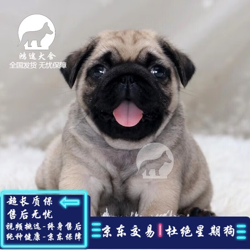 采缇(caiti)巴哥犬巴哥幼犬活体宠物狗狗活体纯种狗狗小型犬八哥狗