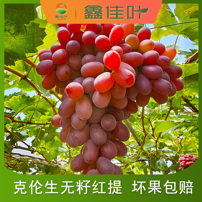 鑫佳叶西昌大凉山克伦生葡萄新鲜水果红提 净重2斤装 1-2串 单果4g+