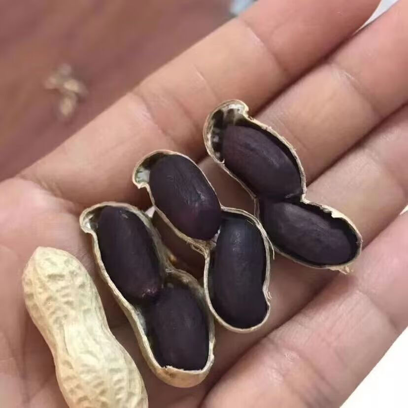 云南富硒生黑花生带壳黑花生米黑衣花生养胃花生批发养生原味好吃 1斤  精选出口级老品种小粒独粒黑花生 回甜味好