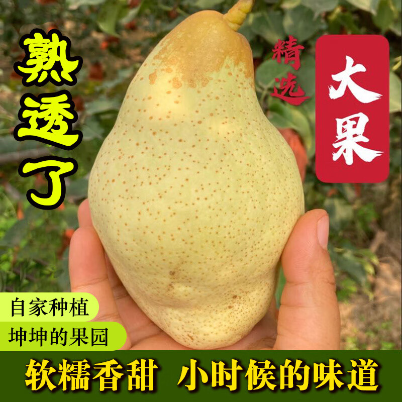 河北特产正宗贵妃梨油瓶梨大头梨太婆梨孕妇水果软梨5斤罕见水果 5斤