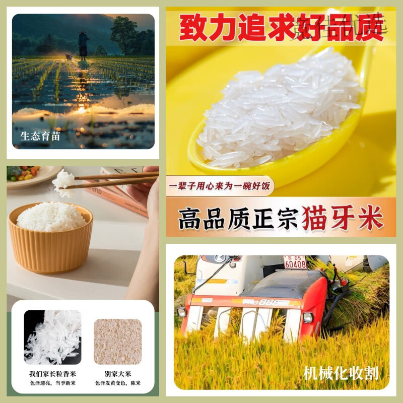 【一级猫牙】南方晚稻长粒大米1斤新米丝苗米煲仔饭猫牙大米 【一级猫牙】南方晚稻*长粒大米 甄选晚稻*【一级猫牙】1斤*粥饭