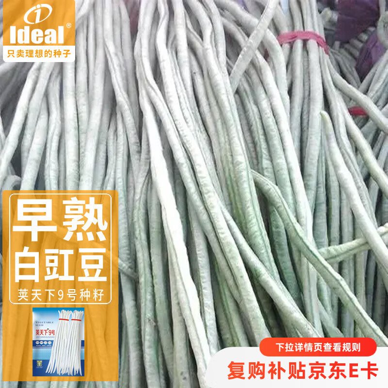 ldeal理想农业 豇豆种子早熟大白条豆角种籽春秋四季易种搭架蔬菜种子