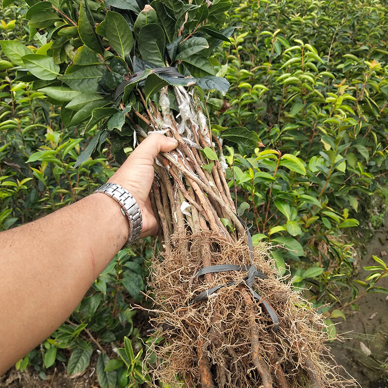 正宗广西大果红花油茶苗高产优良嫁接油茶苗种子榨油单果重1
