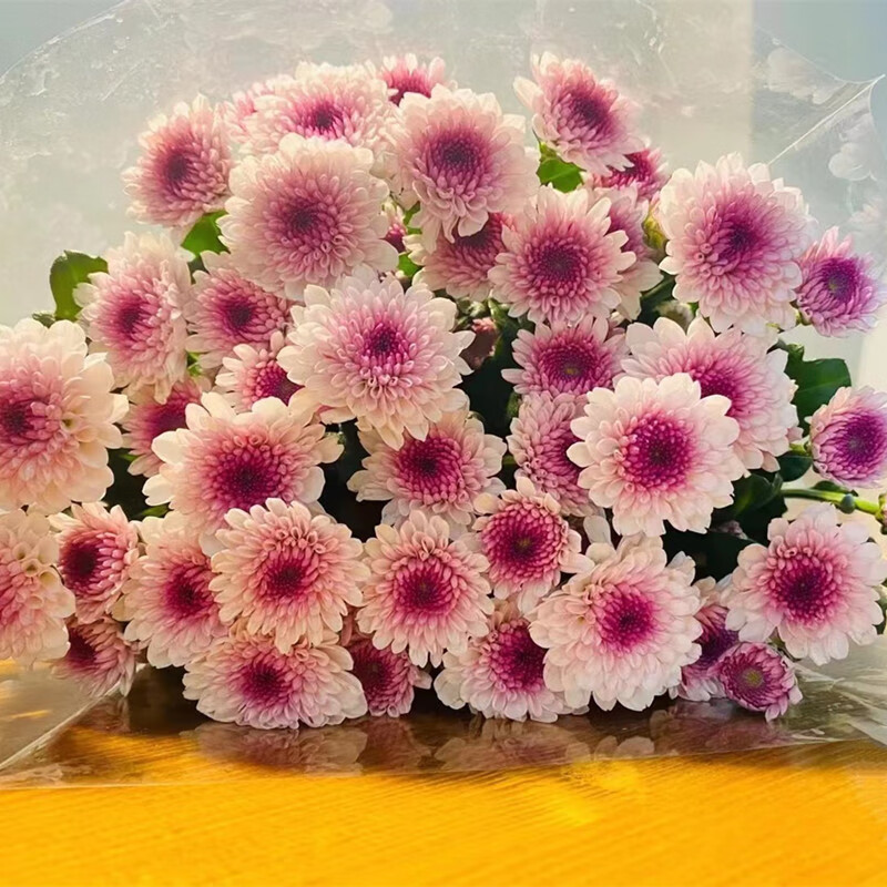 生活鲜花历史价格网站|生活鲜花价格走势图