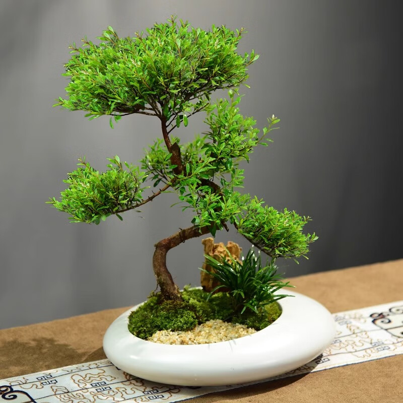 赤楠盆栽室内客厅桌面好养绿植盆景四季常青办公室装饰植物摆件 静觅山造型+长方座+4不小和尚