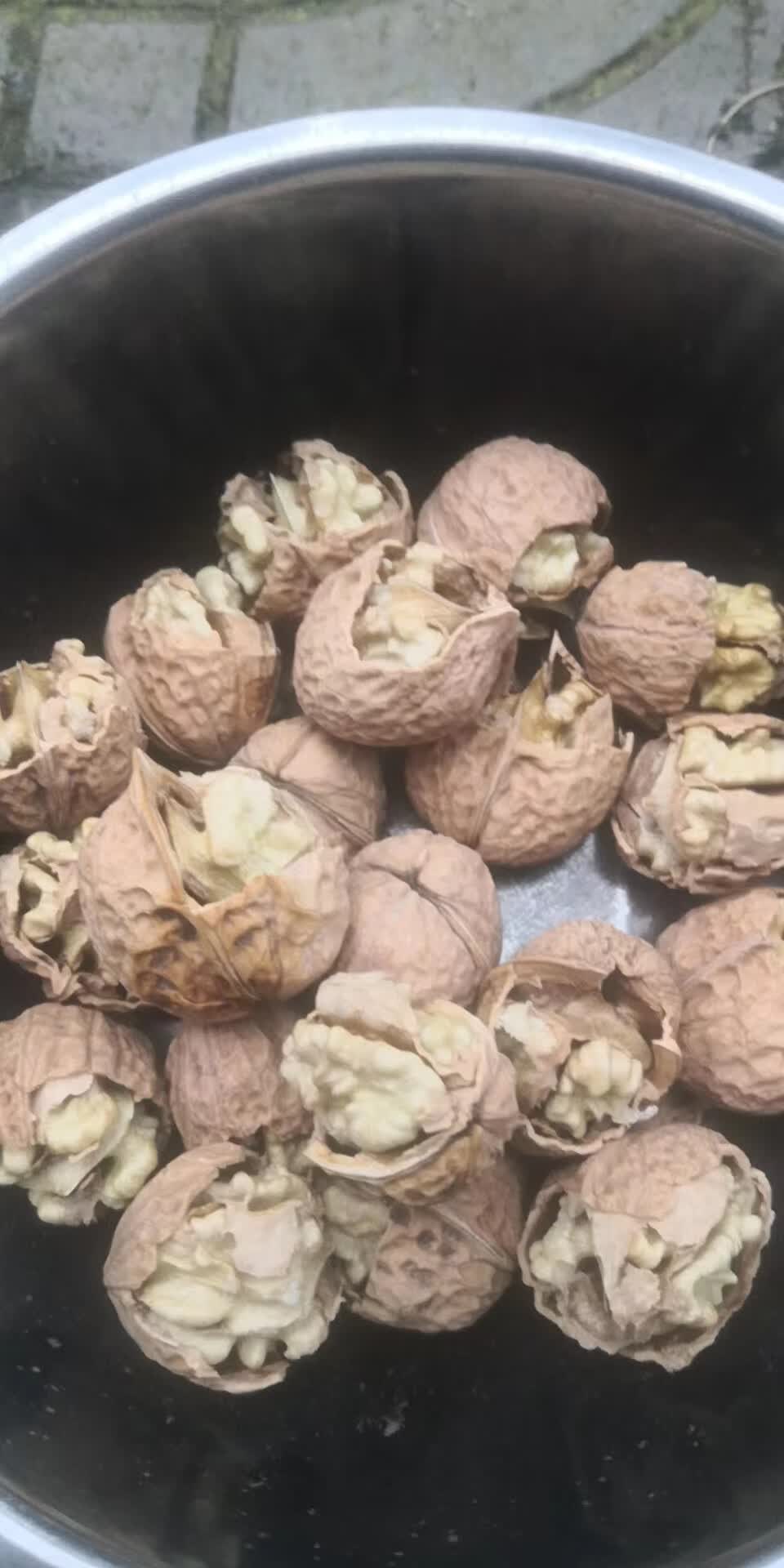 2024年云南大姚特产薄壳核桃103果核桃无苦无涩大姚核桃纸皮核桃 薄壳