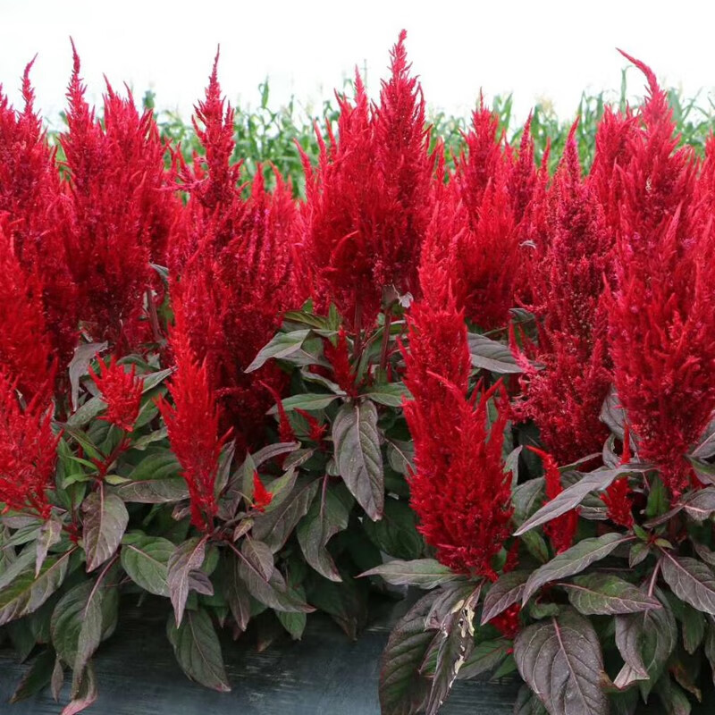 播种心情 矮杆鸡冠花种子红黄头状羽装穗状室内外观赏阳台庭院盆栽