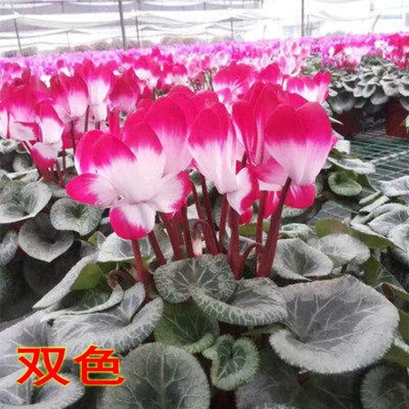 ���� �ɿ������Դ������ذ껨��ֲ�����ڿ�����̨ �ɻ�ɫ���󻨡����� 13cm������� ��������