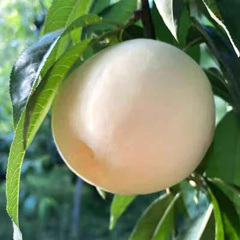 山东奶油白桃【顺丰】蒙阴大白桃白玉蜜桃脆桃孕妇脆甜多汁 净重2斤【单果200g+】 顺丰包邮|当日发货|香甜爆汁