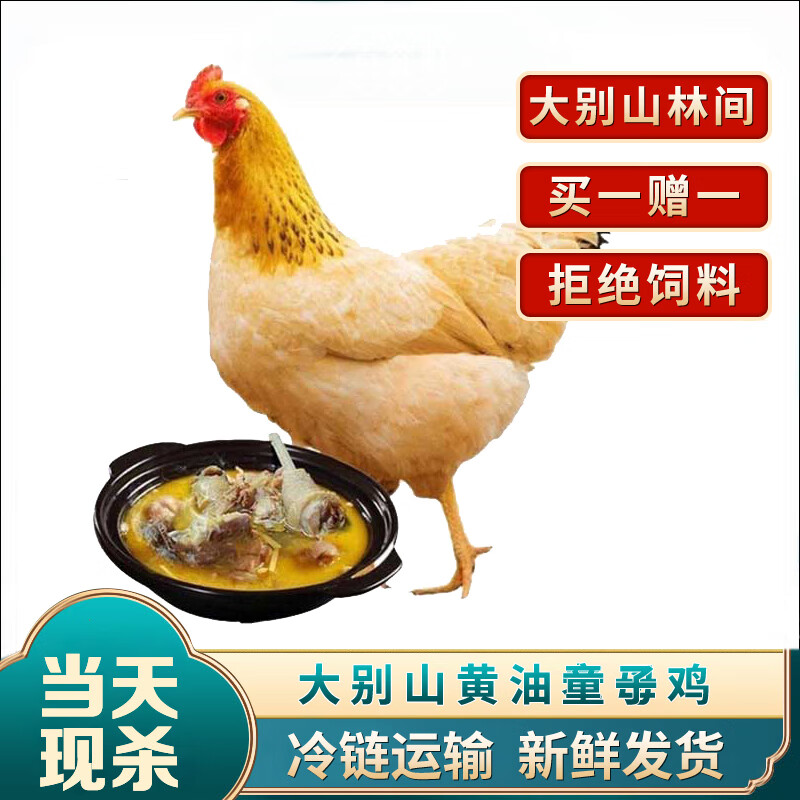 百食轩（baishixuan）【买一赠一】安徽大别山黄油老母鸡 整鸡 2.3-2.5斤/只 源头直发