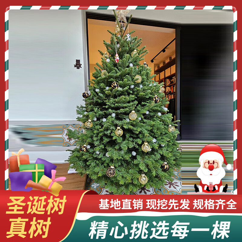真的圣诞树盆栽真树活的挪威云杉真正的诺贝松真树松树圣诞节绿植 50-70cm厘米挪威云杉真圣诞树