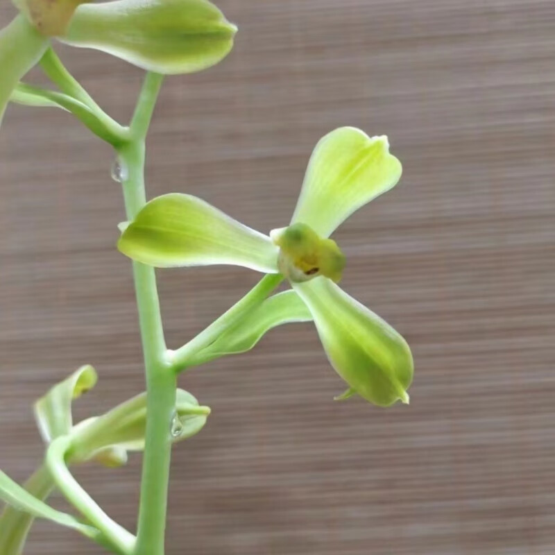 蕙兰潘绿梅别名庆华梅又名宜兴梅兰花老八种之一老种浓香一杆多花 1